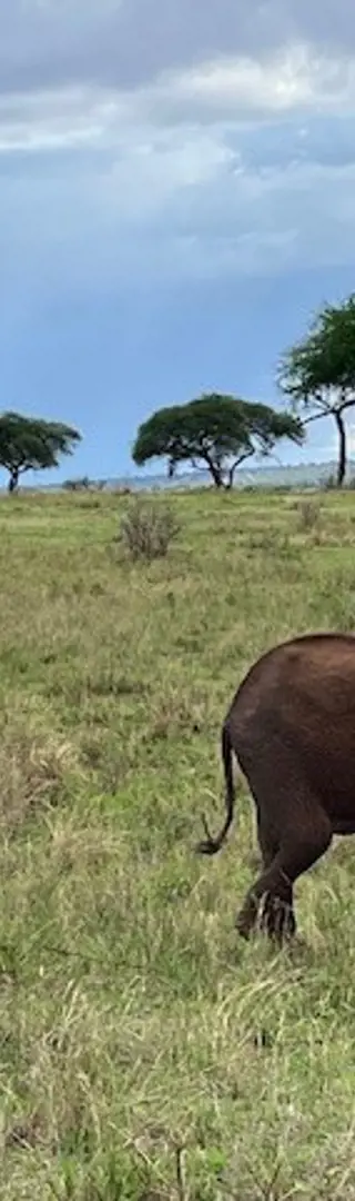 Unterwegs im Tarangire-Nationalpark